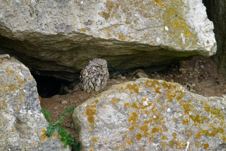 Thumbnail of Little Owl